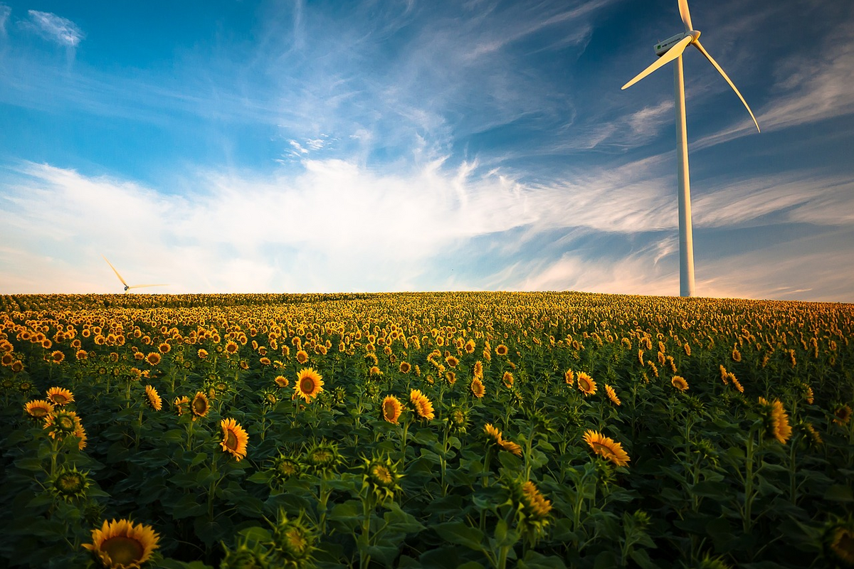 ein Sonnenblumenfeld vor blauem Himmel mit Schleierwolken und einem Windrad rechts hinten